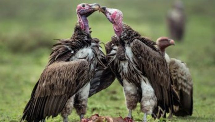 Vultures