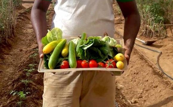 SGSLFirstHarvest-580x358