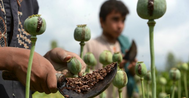 opium-afghan