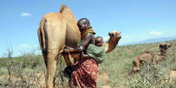 camel