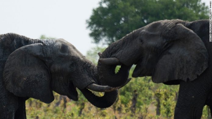 160420144522-zimbabwe-elephant-2-exlarge-169