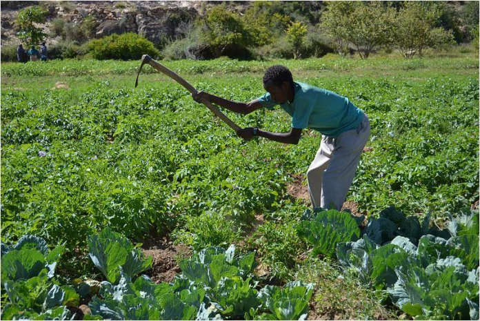 Somali-Man-Farming (1)