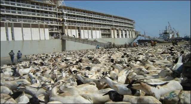 xoolo-berbera