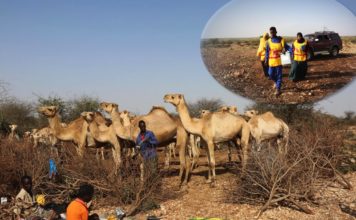 Somaliland: On the Road with Dedicated Polio Vaccinators