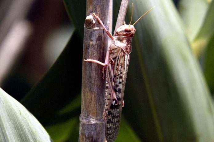 Locust