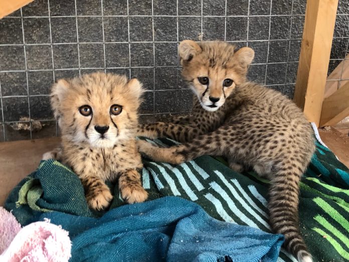 cheetah_conservation_foundation_-_dr_margarita_woc_colburn_trip_-_2020_(3)