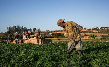 Madagascar Seeks International Approval for ‘Green Gold’ COVID-19 ‘Cure’