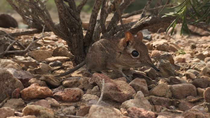 somali-sengi