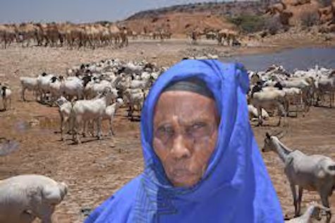 livestock