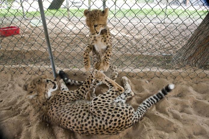 Cheetah