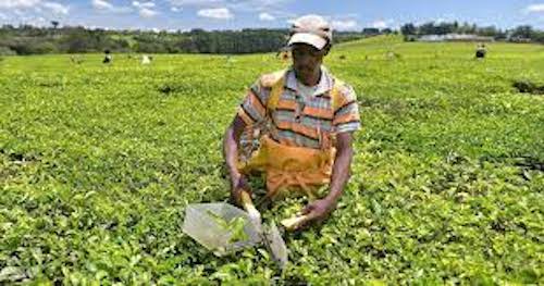Tea growers