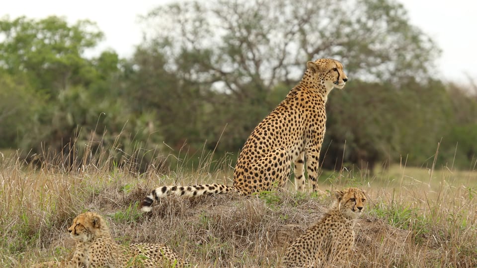 cheetah