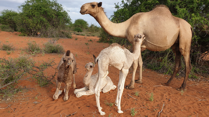 camelsocial