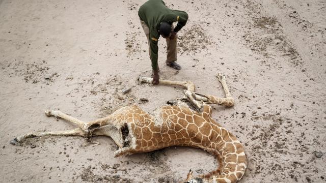 Giraffe