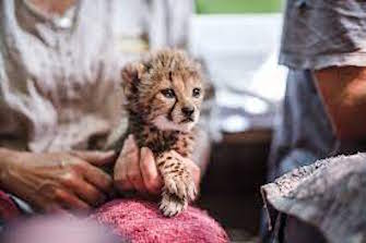 Cheetahh